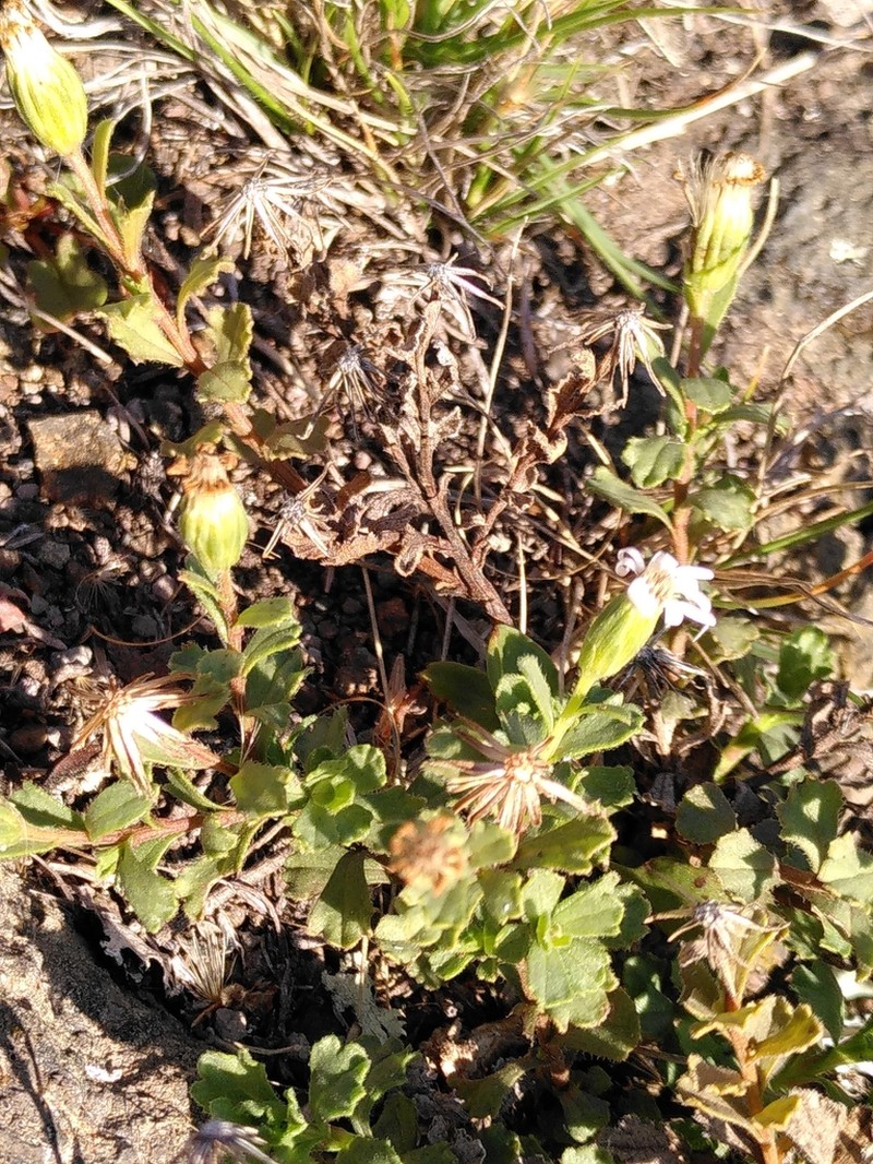 Vittadinia australis photo 8