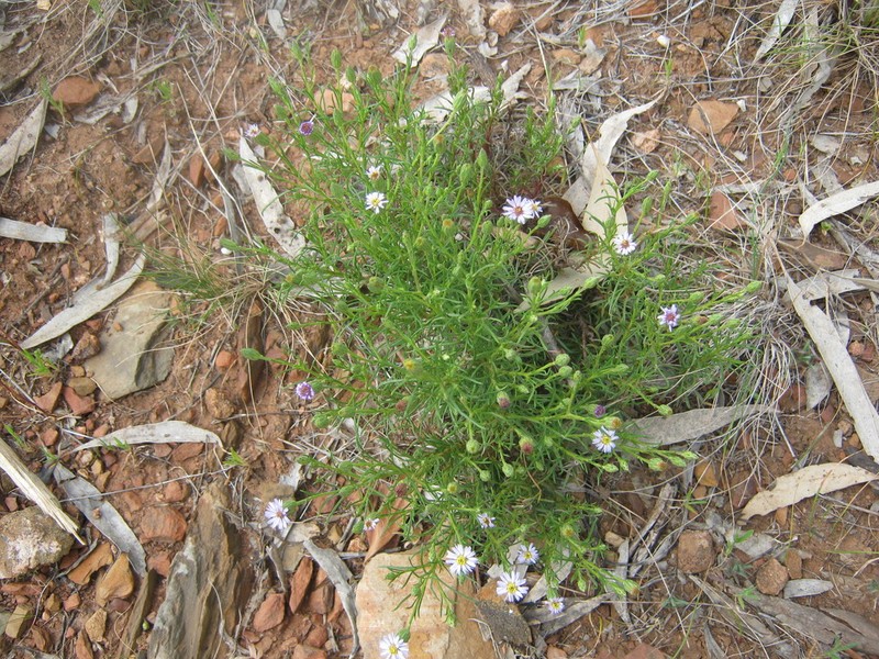Vittadinia blackii
