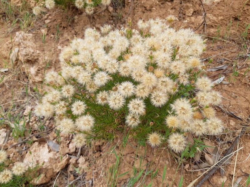 Vittadinia blackii photo 3