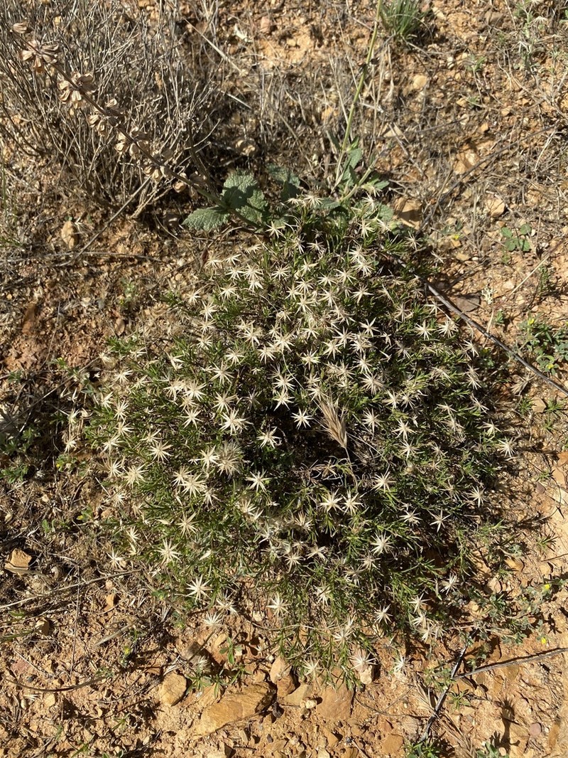 Vittadinia blackii photo 4