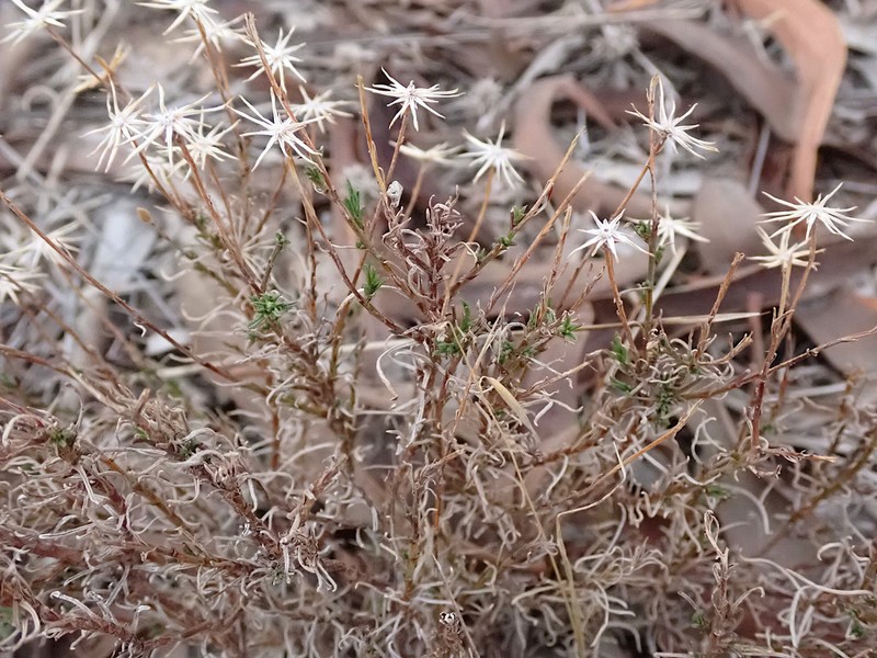 Vittadinia blackii photo 5