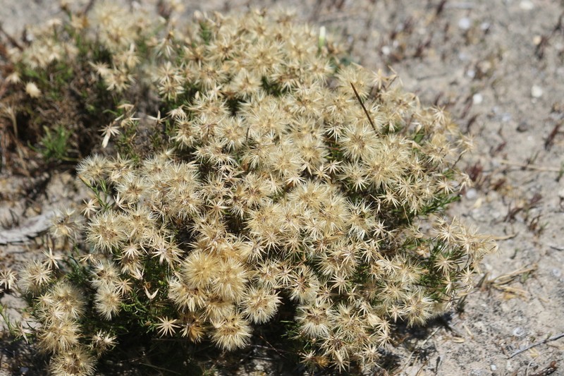 Vittadinia blackii photo 6