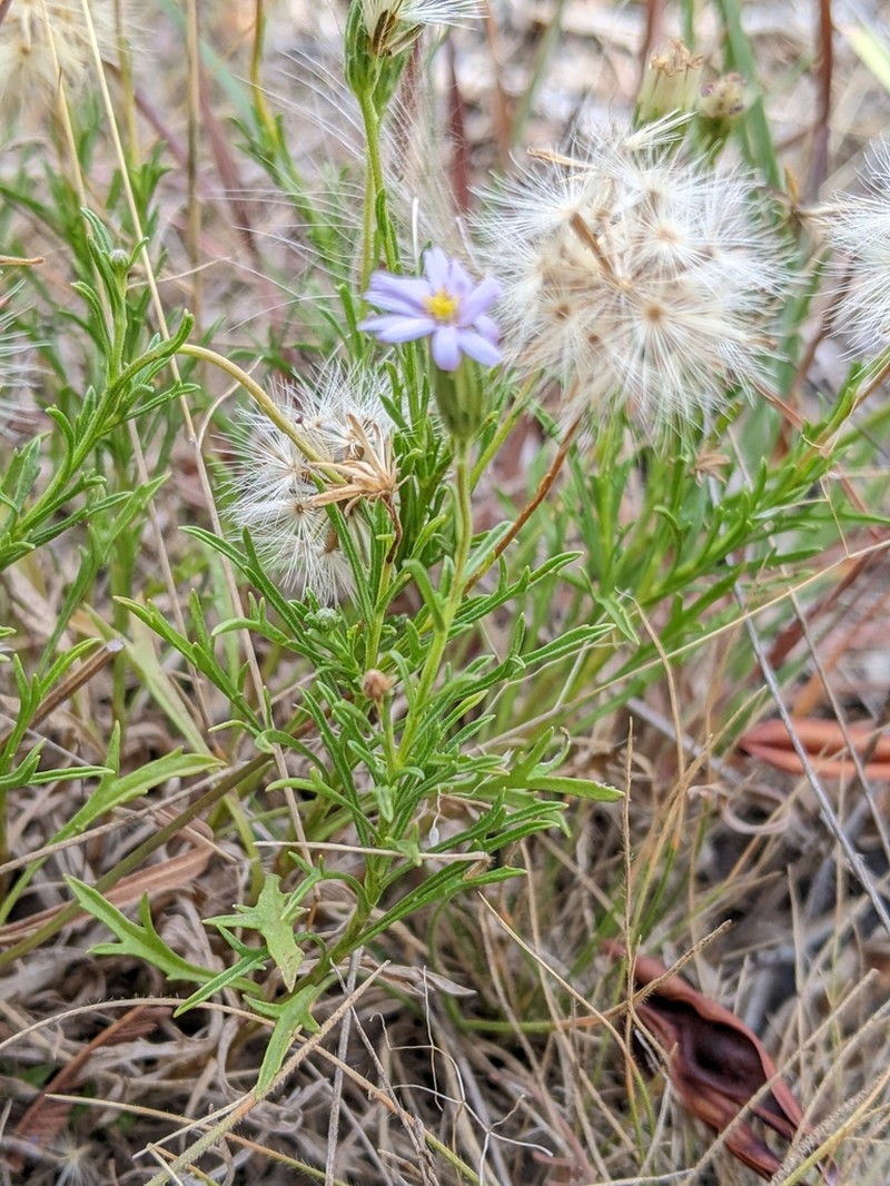 Vittadinia burbidgeae