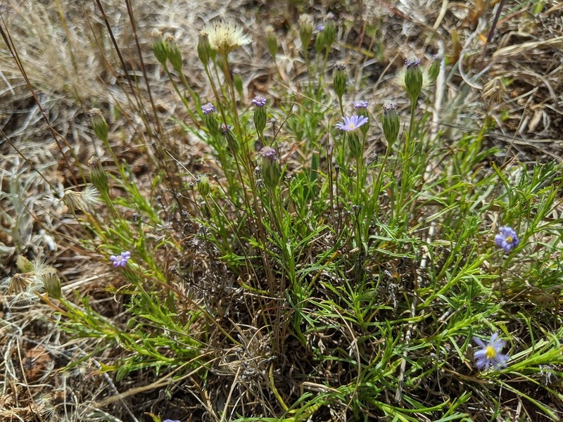 Vittadinia burbidgeae photo 2