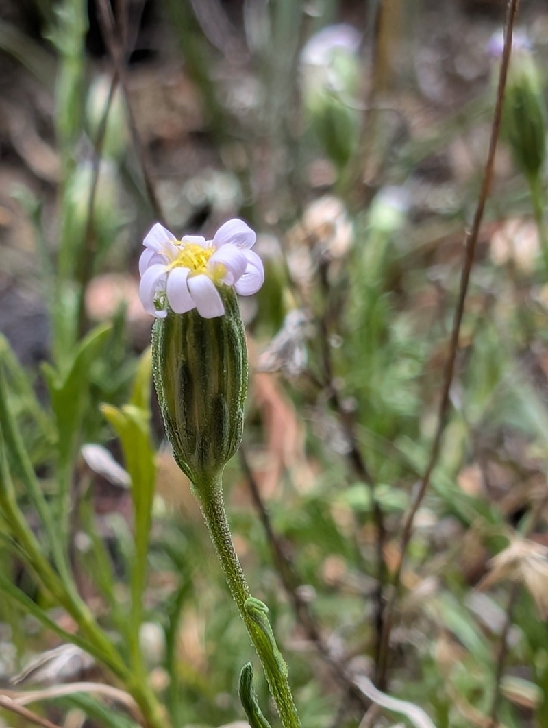 Vittadinia burbidgeae photo 3