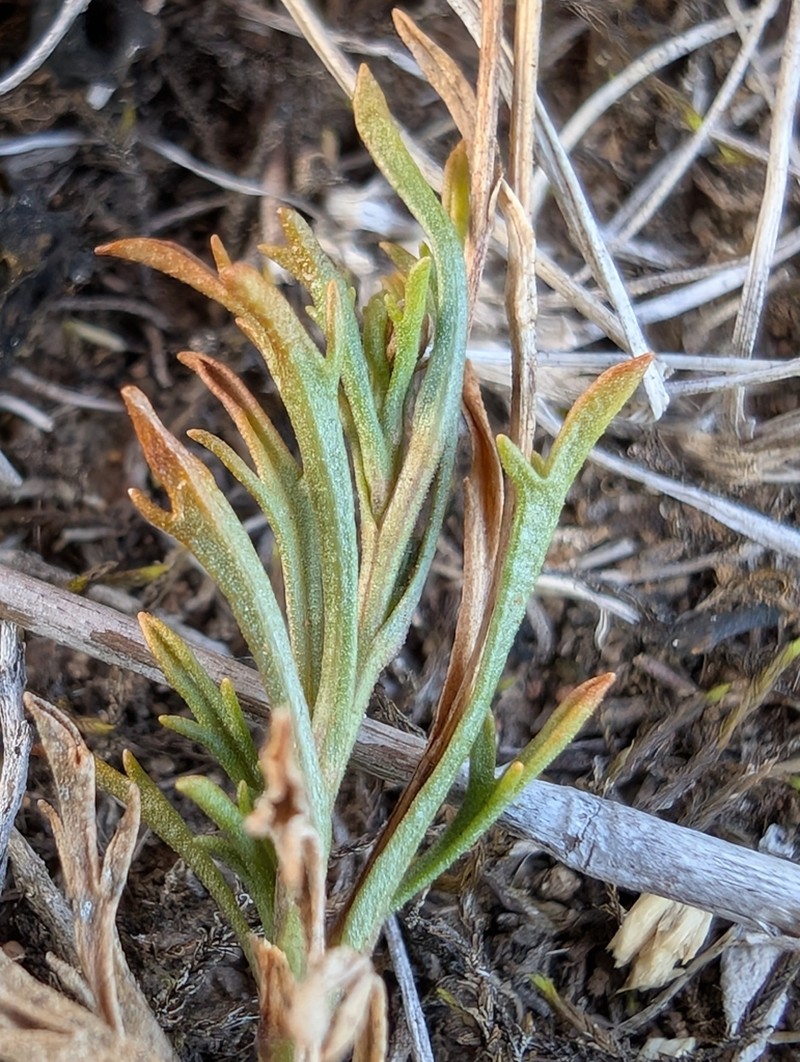 Vittadinia burbidgeae photo 4