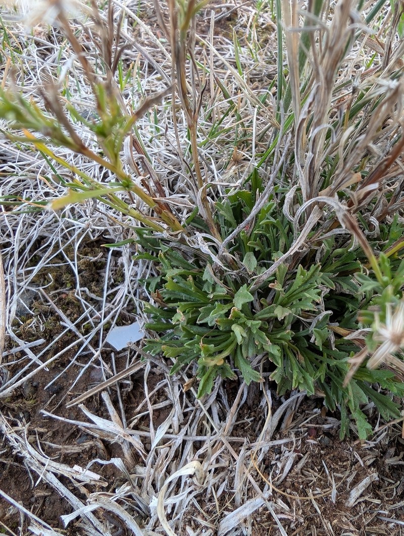 Vittadinia burbidgeae photo 5