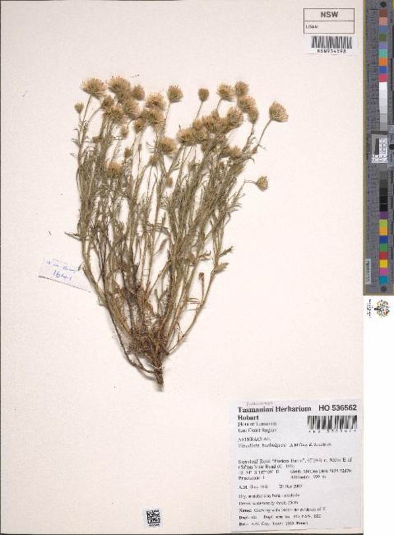 Vittadinia burbidgeae photo 6