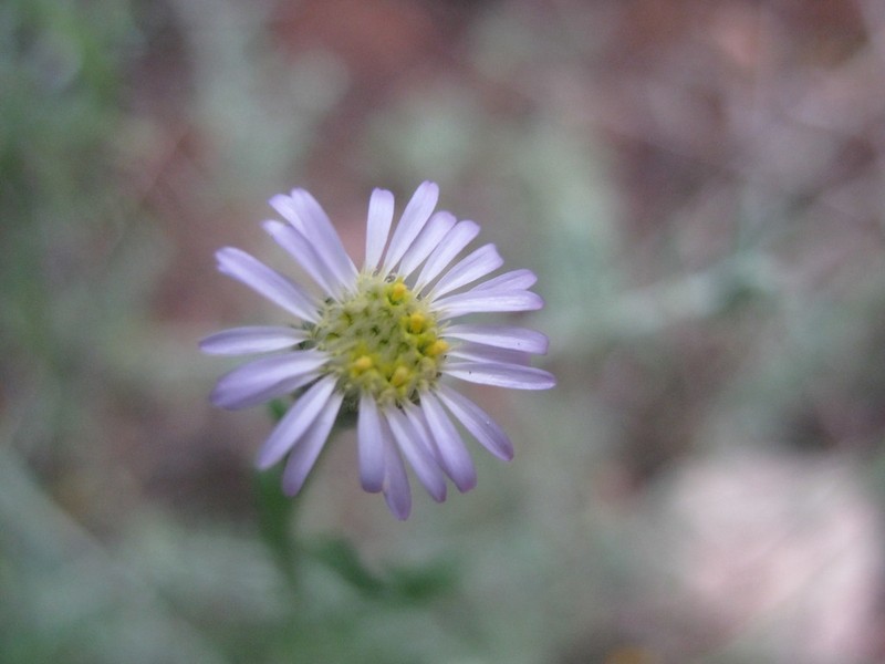 Vittadinia cervicularis