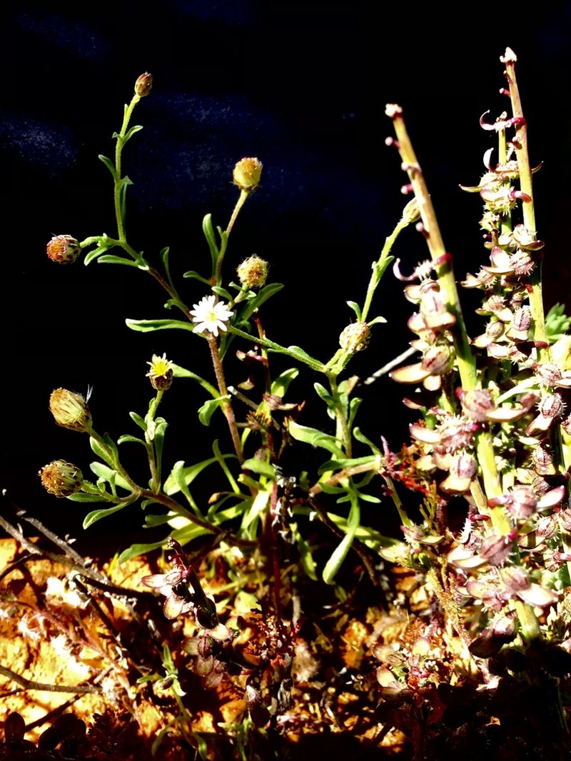 Vittadinia cervicularis photo 3