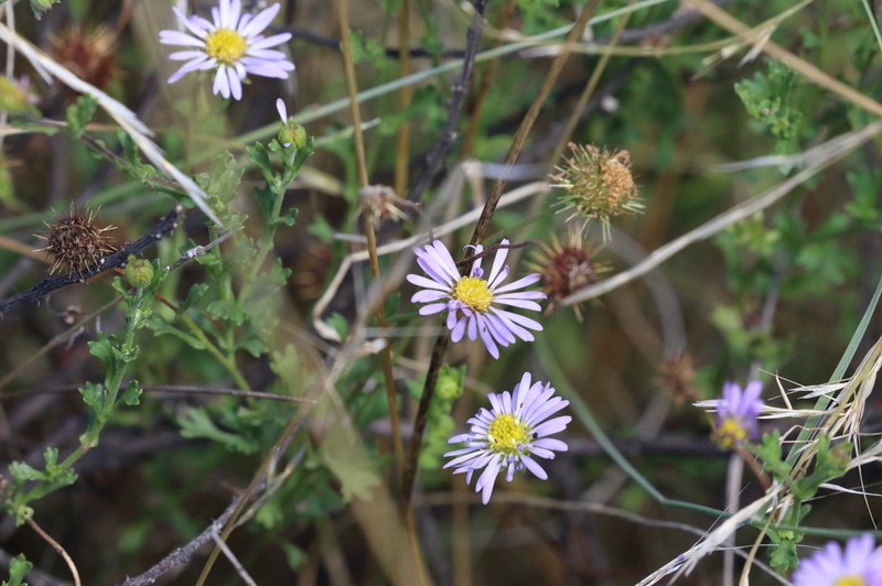 Vittadinia cervicularis photo 4