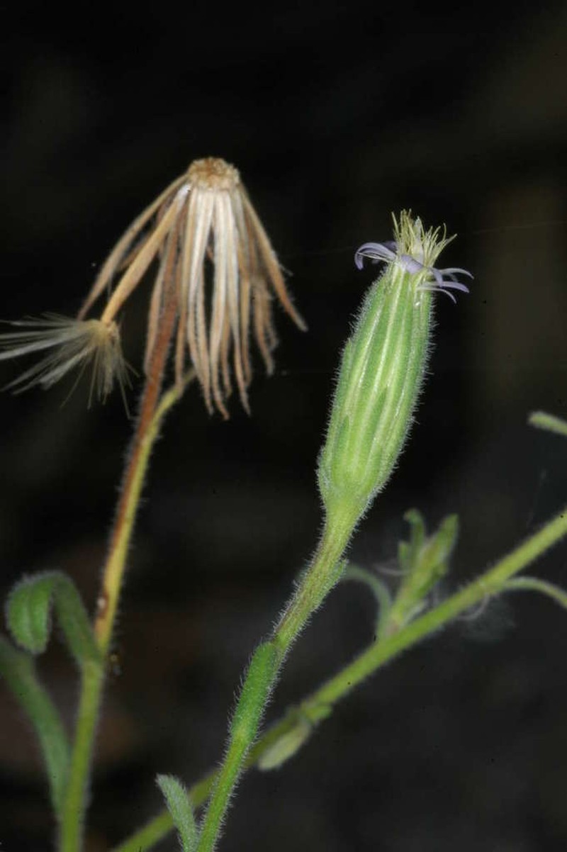 Vittadinia cervicularis photo 5