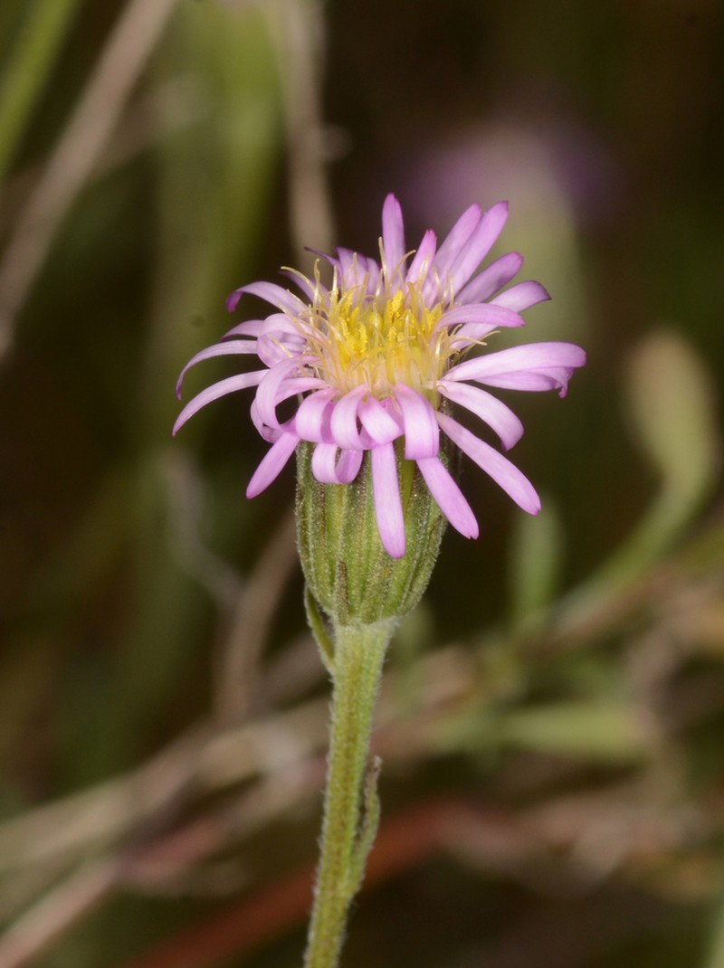 Vittadinia cervicularis photo 6