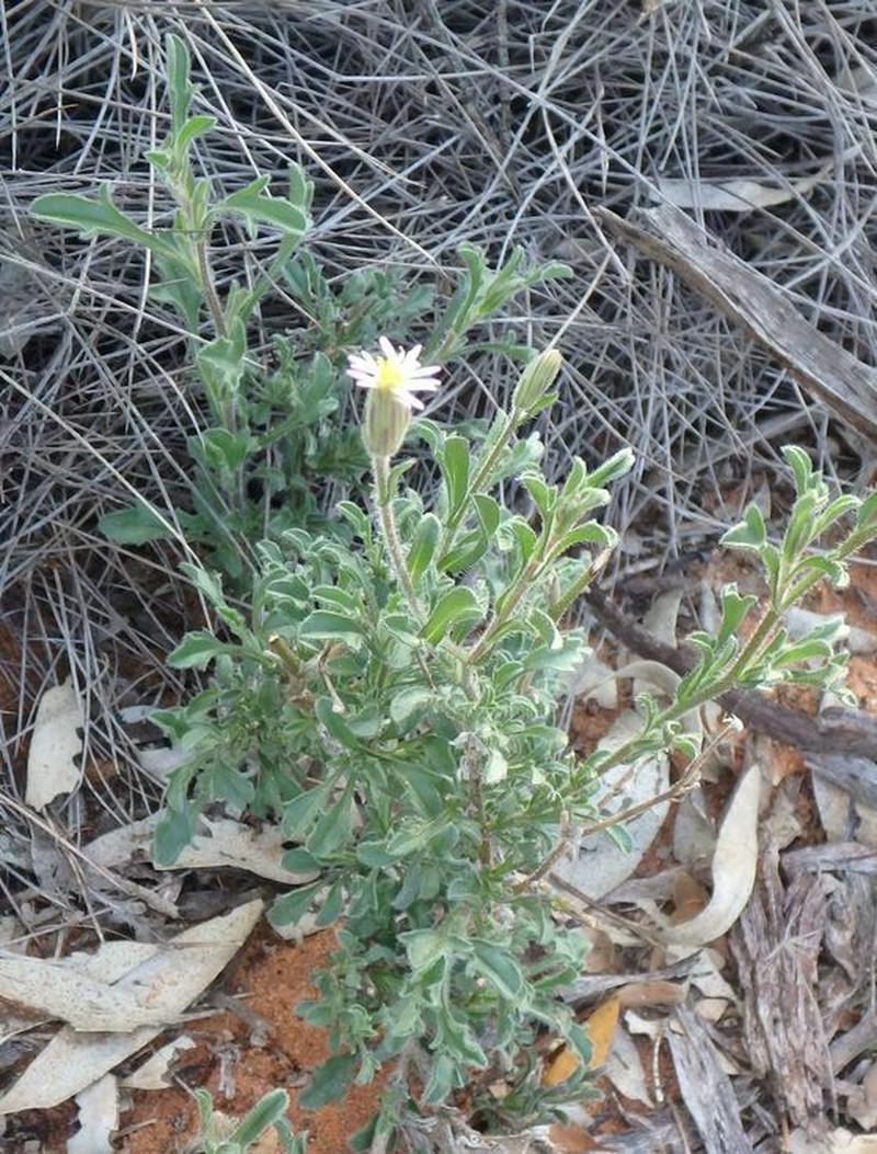 Vittadinia cervicularis photo 7
