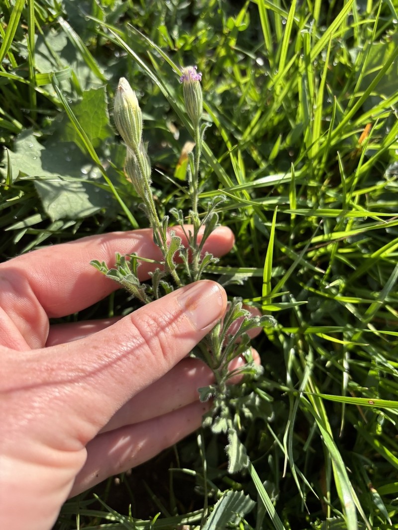 Vittadinia cervicularis photo 8