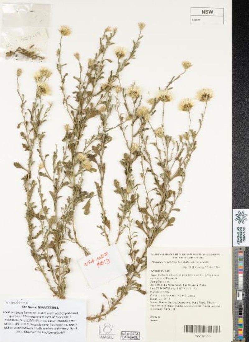 Vittadinia cervicularis var. cervicularis