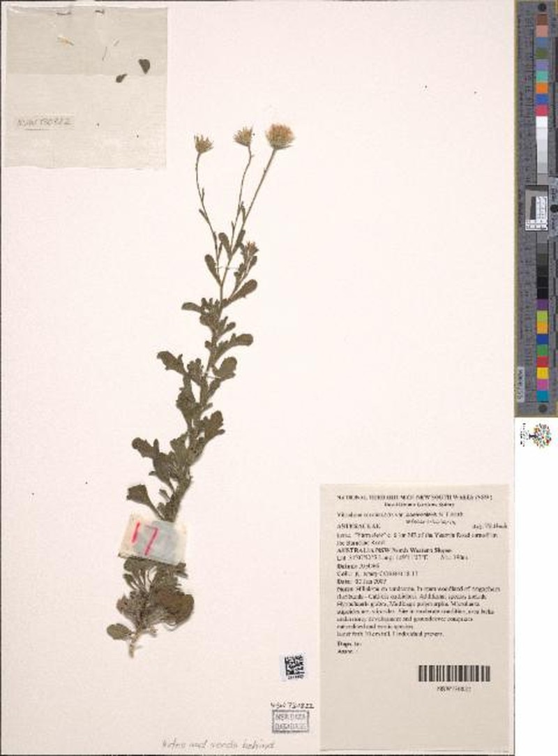 Vittadinia cervicularis var. subcervicularis