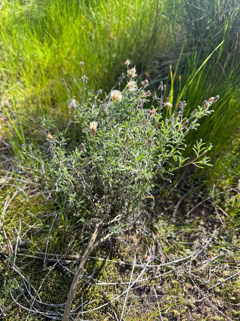Vittadinia condyloides