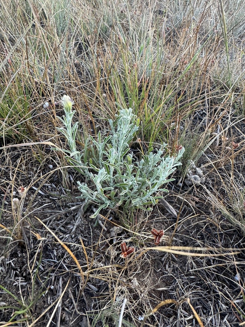 Vittadinia condyloides photo 2
