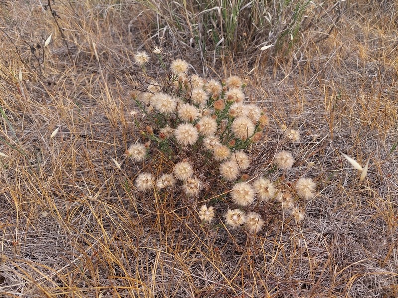 Vittadinia condyloides photo 3