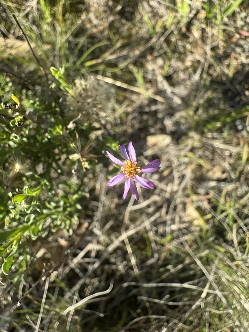 Vittadinia condyloides photo 4