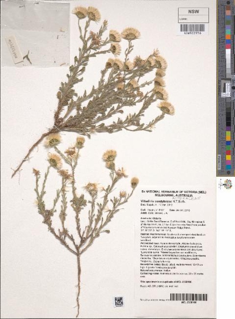 Vittadinia condyloides photo 5