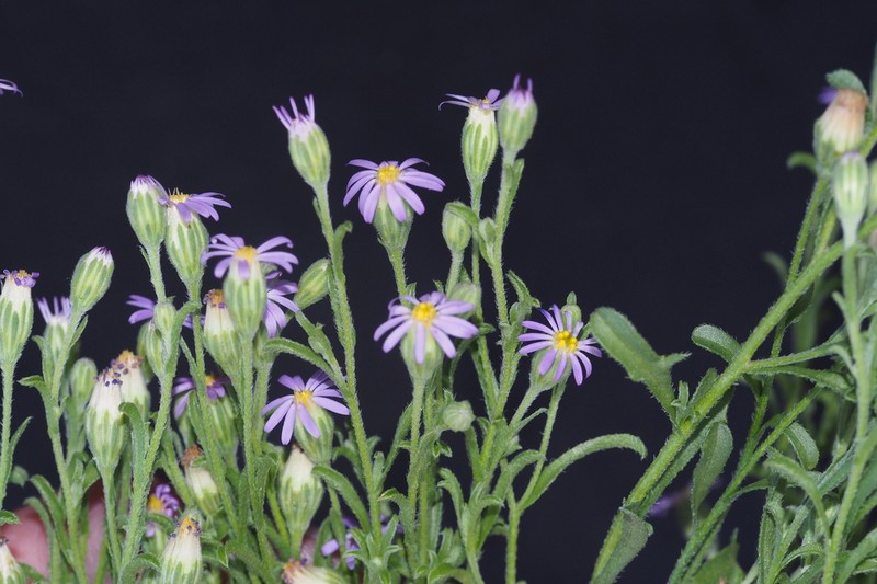 Vittadinia constricta