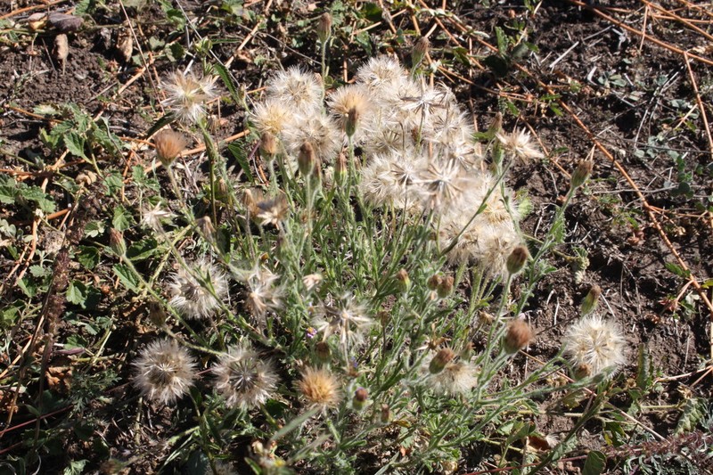 Vittadinia constricta photo 2