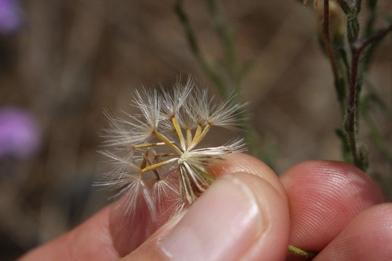Vittadinia constricta photo 3
