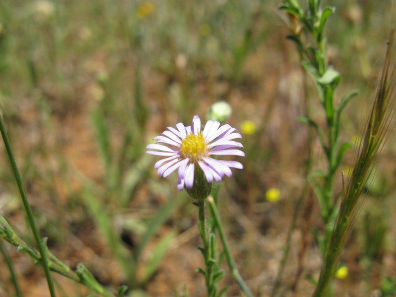 Vittadinia cuneata