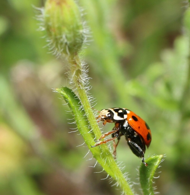 Vittadinia cuneata photo 2