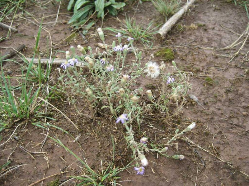 Vittadinia cuneata photo 4