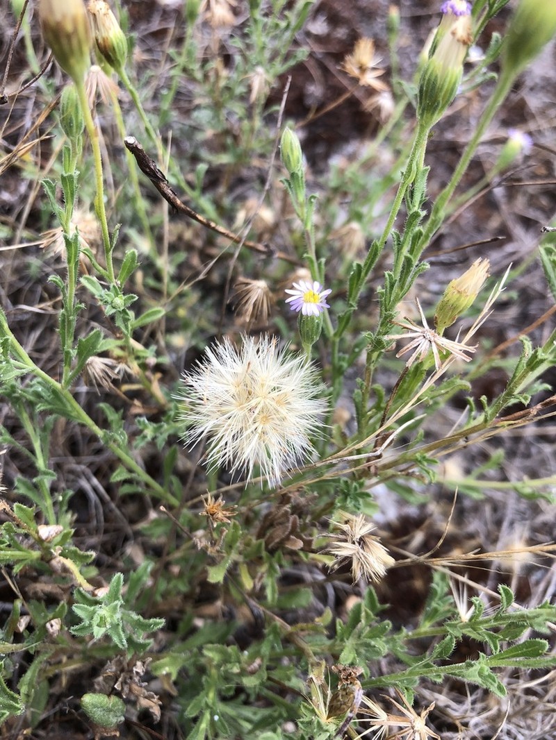 Vittadinia cuneata photo 5