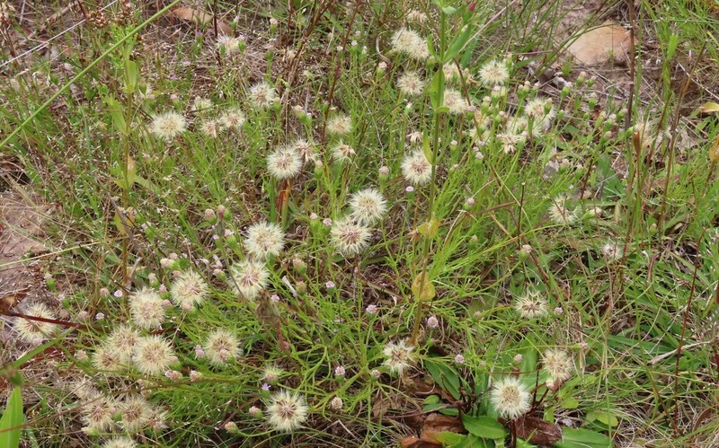Vittadinia cuneata photo 6