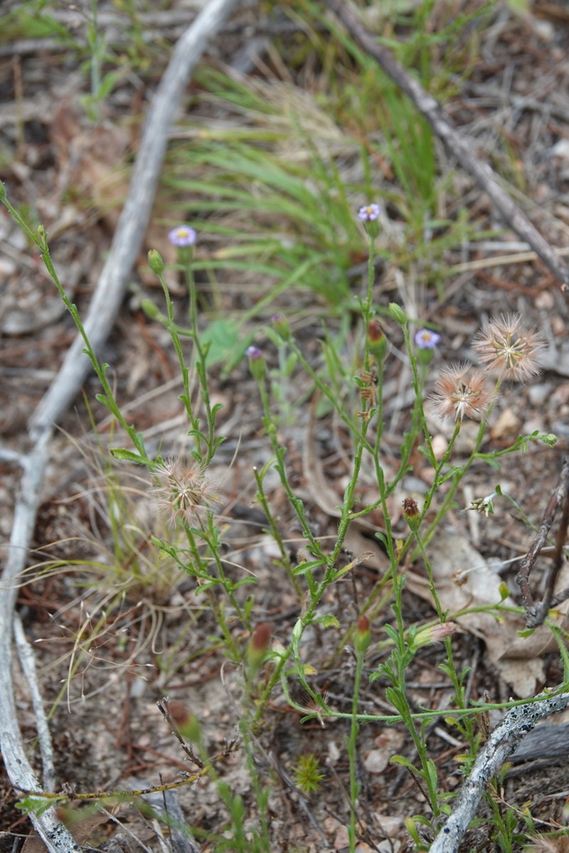 Vittadinia cuneata photo 7