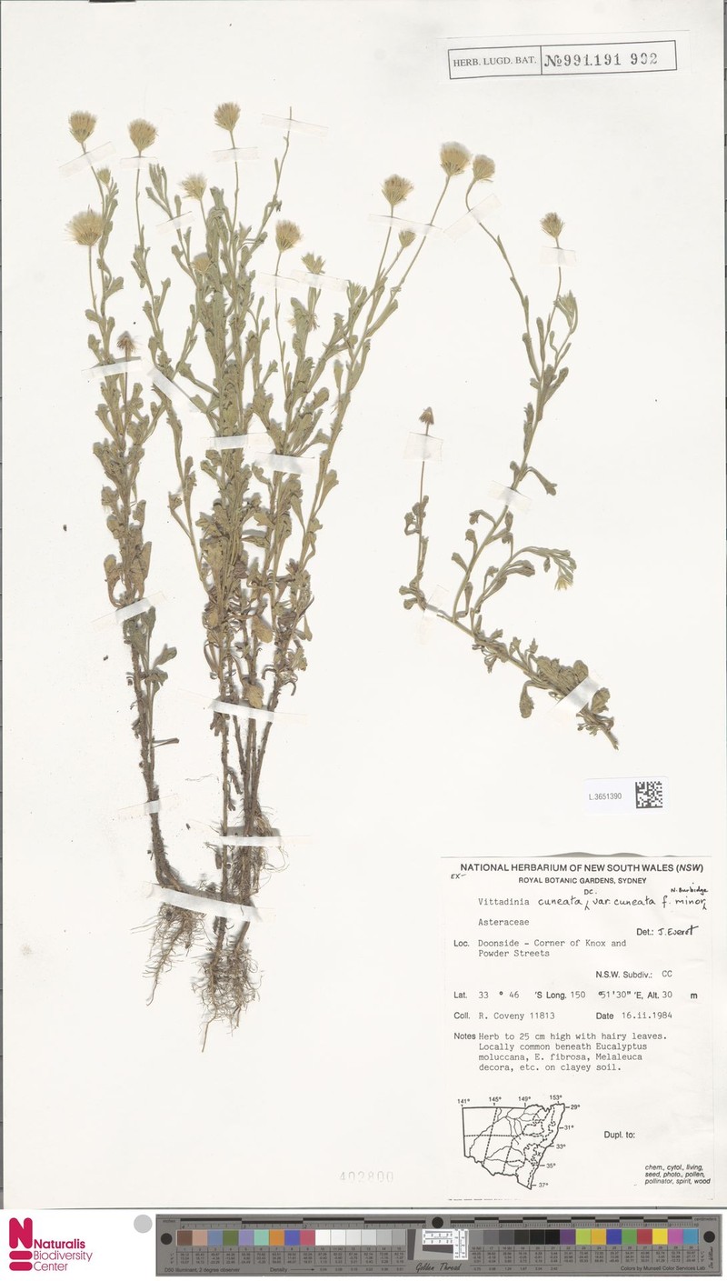 Vittadinia cuneata f. minor