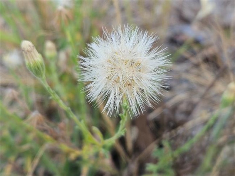 Vittadinia cuneata var. cuneata photo 2