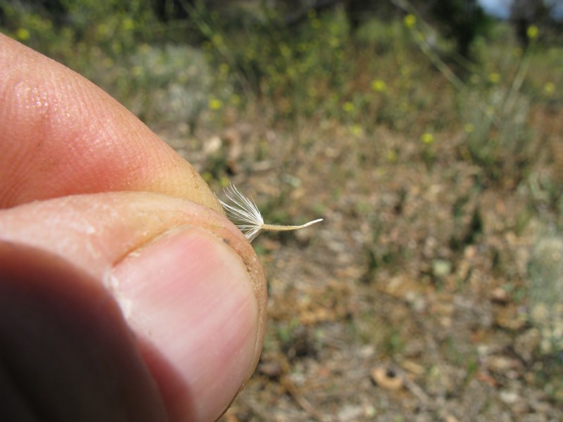Vittadinia cuneata var. cuneata