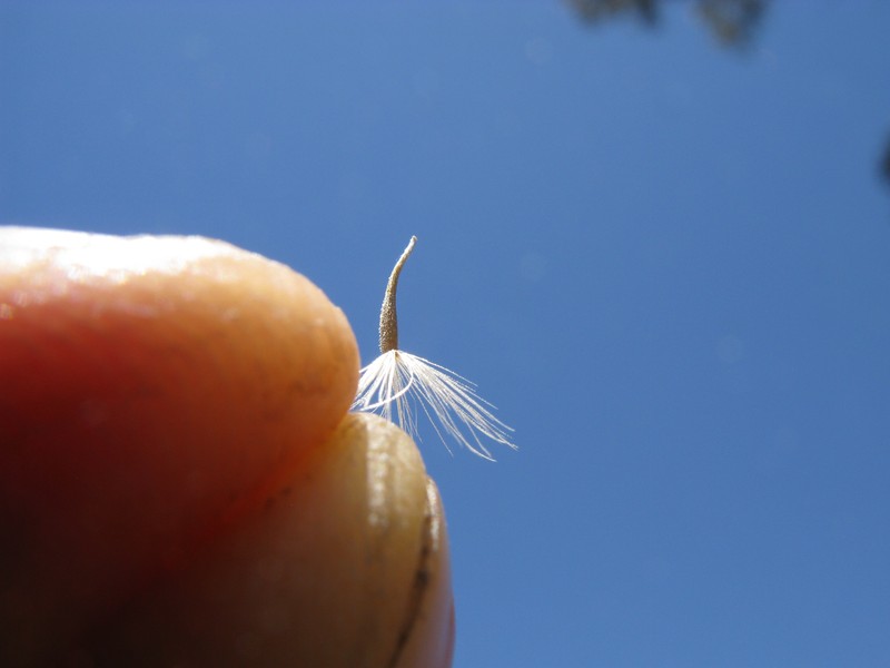 Vittadinia cuneata var. cuneata photo 3