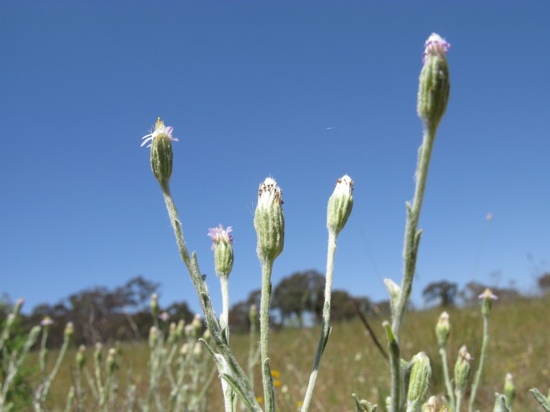 Vittadinia cuneata var. cuneata photo 4