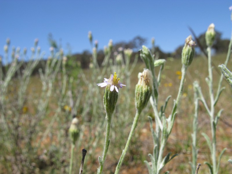Vittadinia cuneata var. cuneata photo 5