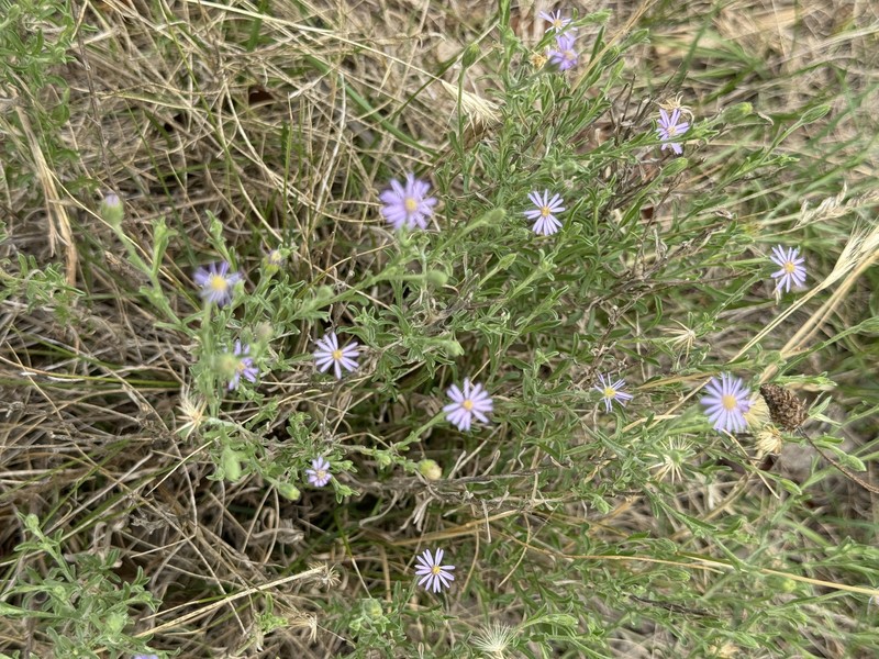 Vittadinia cuneata var. hirsuta