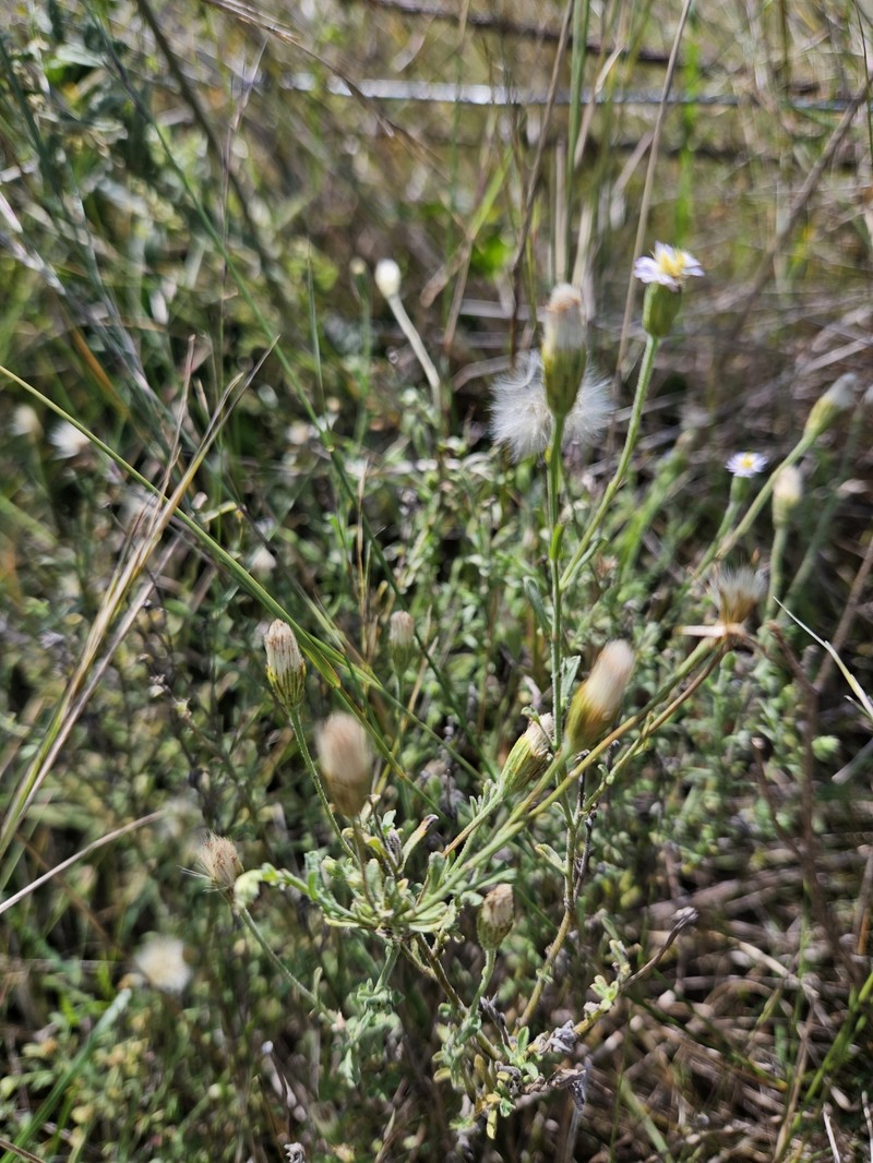 Vittadinia cuneata var. hirsuta photo 2