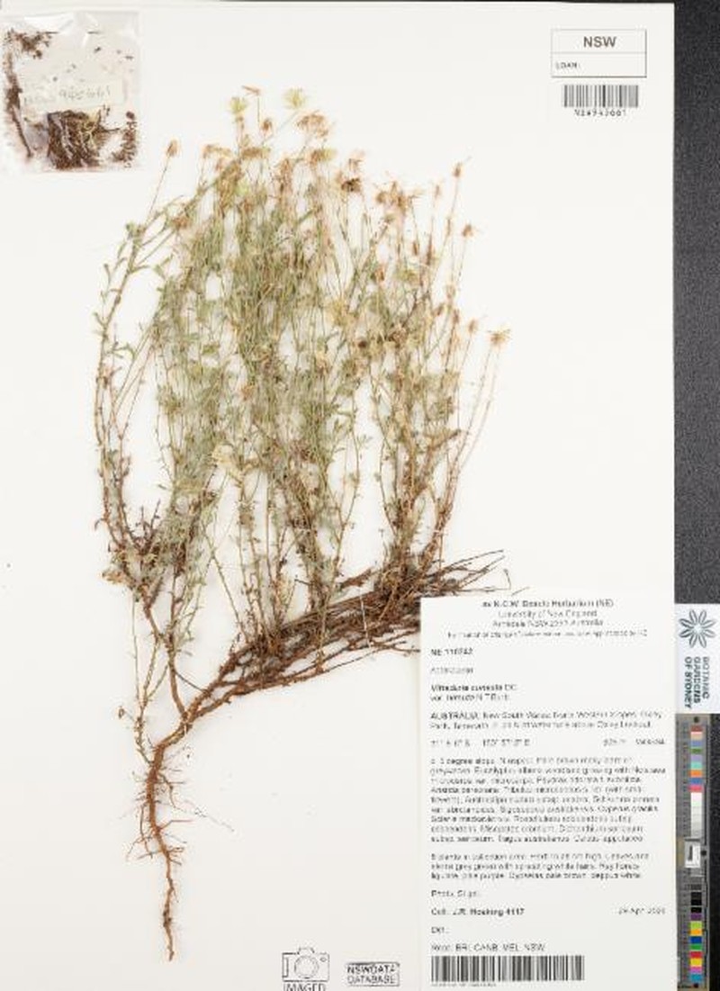 Vittadinia cuneata var. hirsuta photo 3