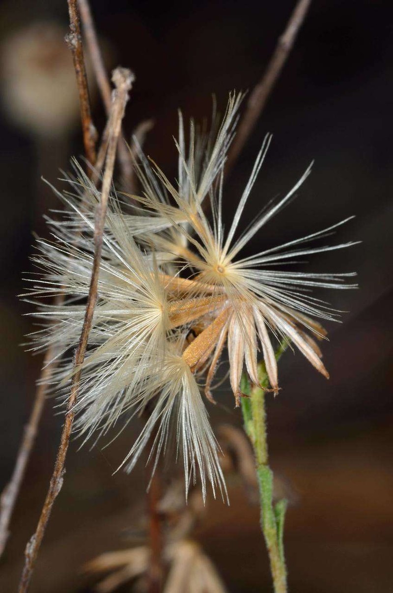 Vittadinia cuneata var. morrisii
