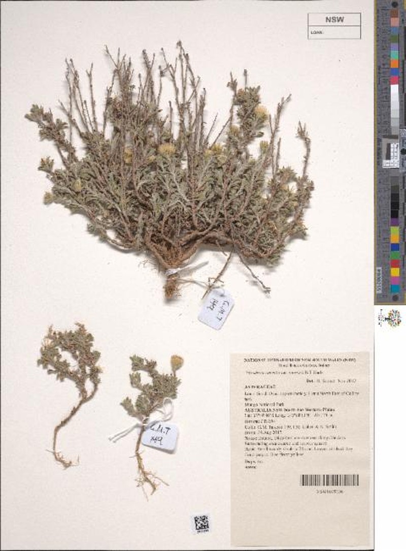Vittadinia cuneata var. morrisii photo 2