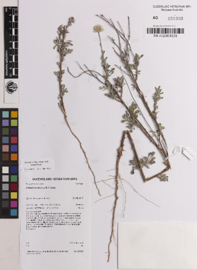 Vittadinia decora photo 3