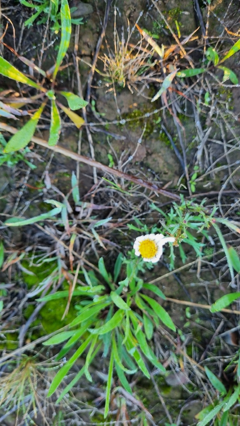 Vittadinia dentata photo 2