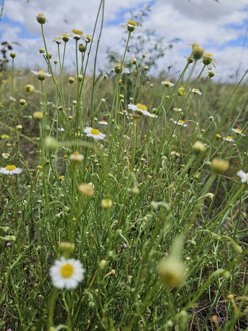 Vittadinia dentata photo 4