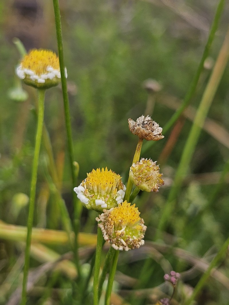 Vittadinia dentata photo 5